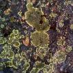 Lichen - Andrew Green Photo